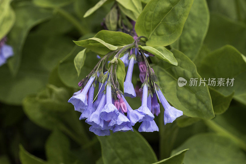 维吉尼亚蓝铃花