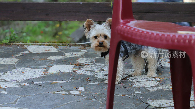 约克郡犬