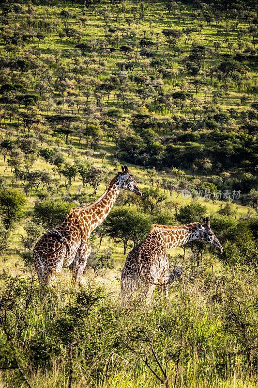 长颈鹿悠闲地在热带稀树草原上漫步