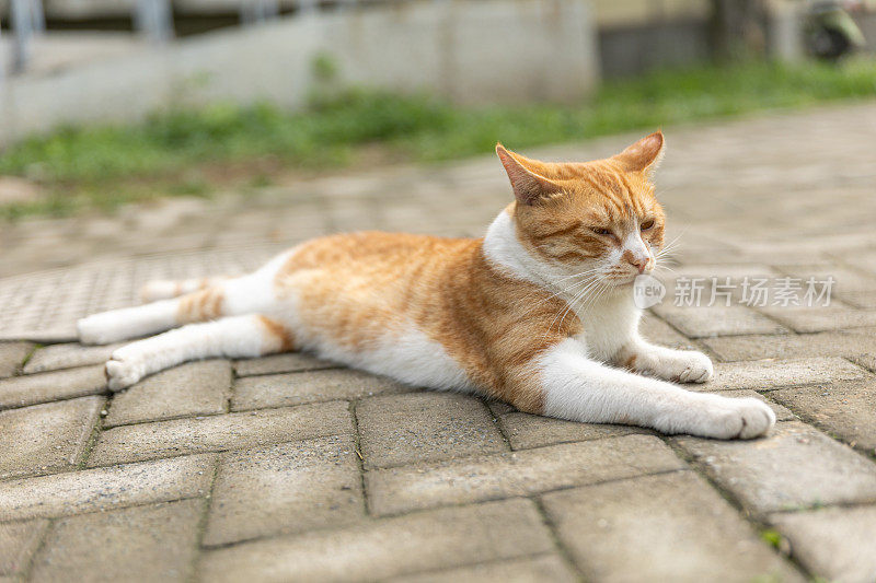 白猫和姜猫睡在室外混凝土地上