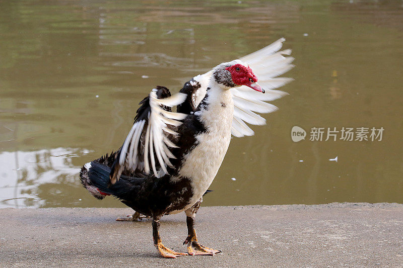 野外的小鸭子