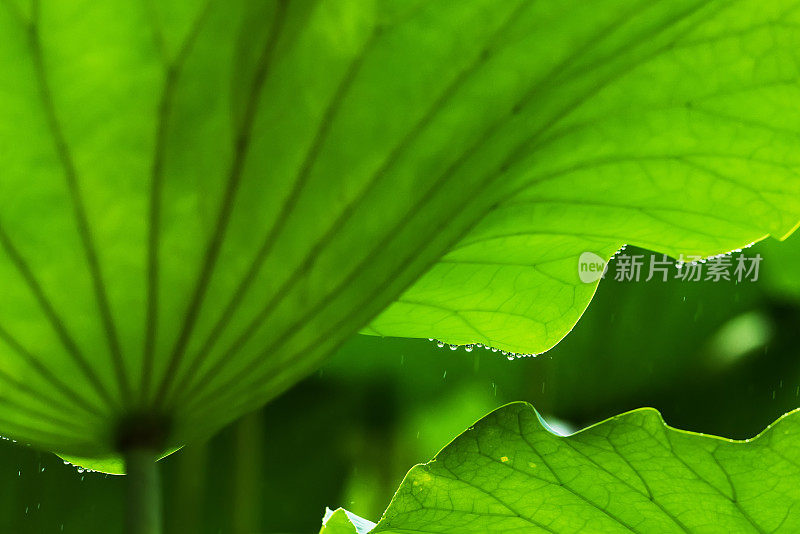 雨中的荷叶很美