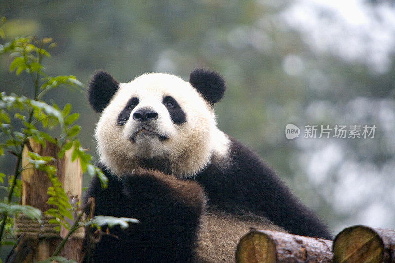 中国,四川省,成都,熊猫
