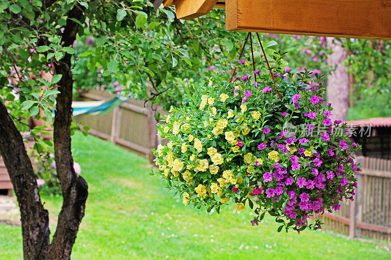 后院挂着漂亮的矮牵牛花花盆