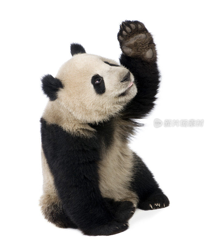 十八个月大的熊猫熊用爪子抓着空气