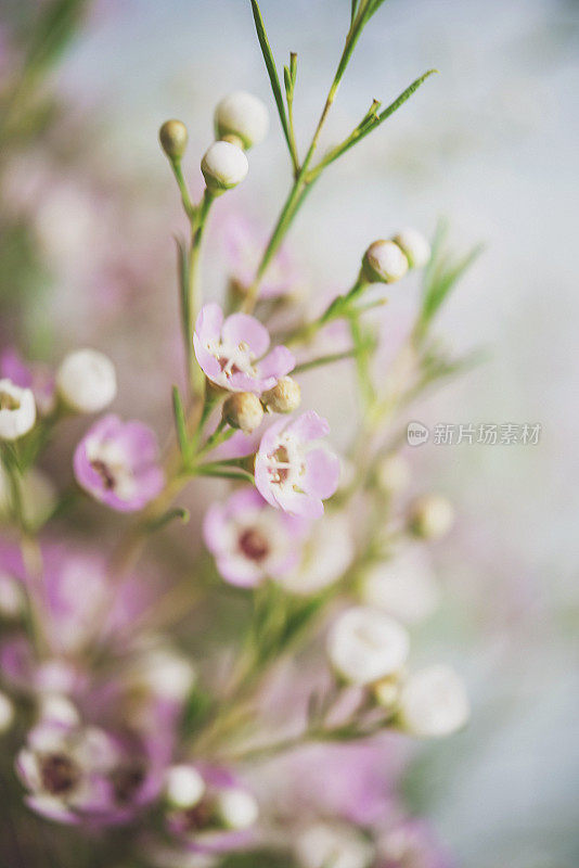 精致美丽的新鲜蜡花映衬着蓝色的背景