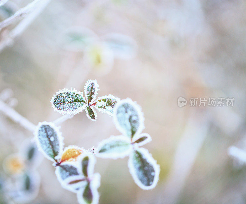 冬季冰冻植物