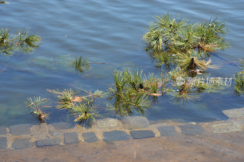 湖岸与浮动植物