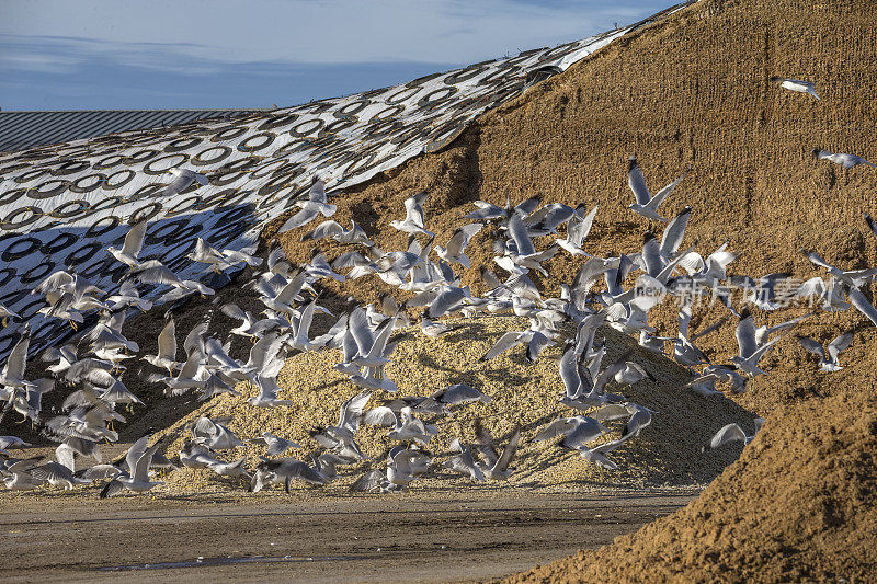 一群野生海鸥在发酵的动物性饲料地上。