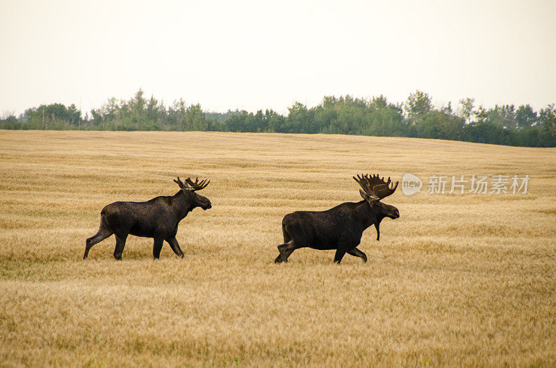 秋天，两只公驼鹿在一片荒芜的田野里