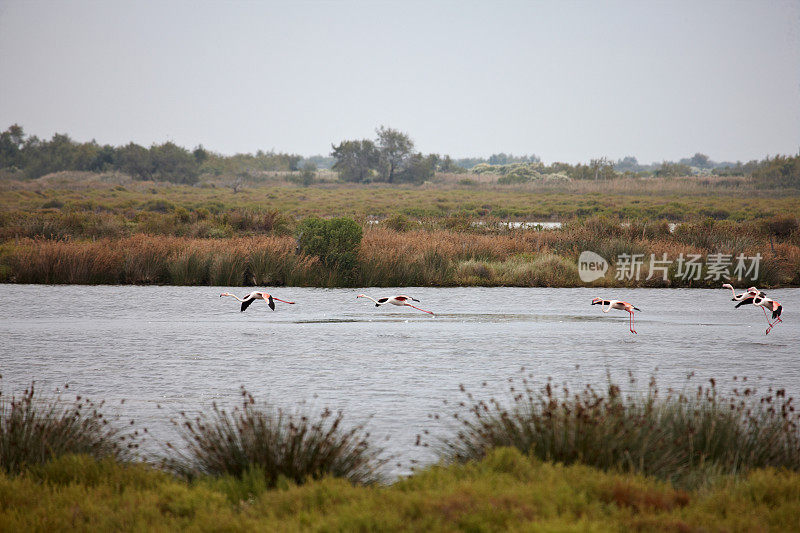 火烈鸟飞过Camargue