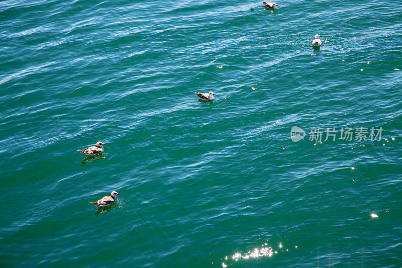 水面上有海鸥