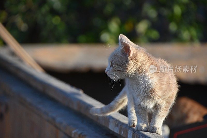 猫上了铁轨