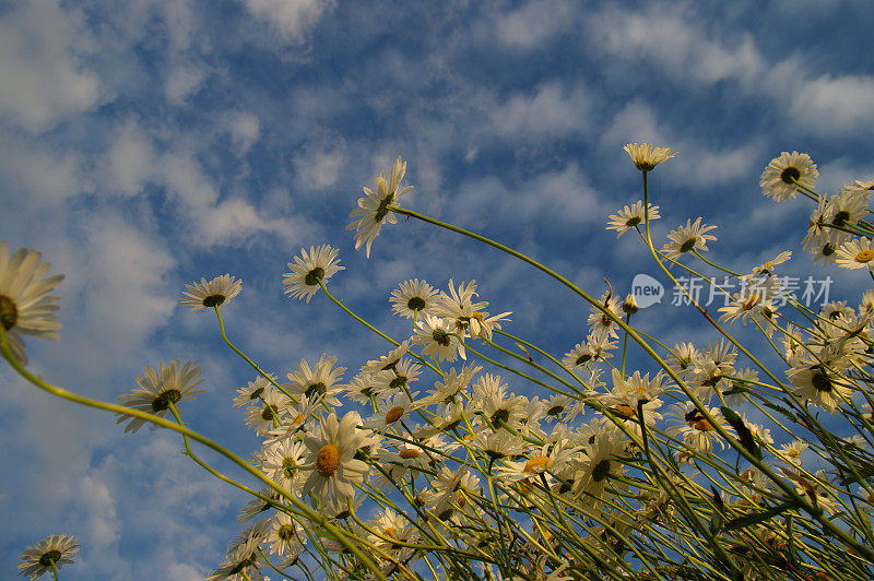 玛格丽特花