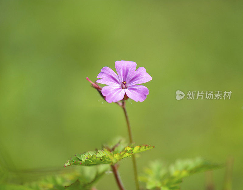 春天的花朵在绿色背景的特写