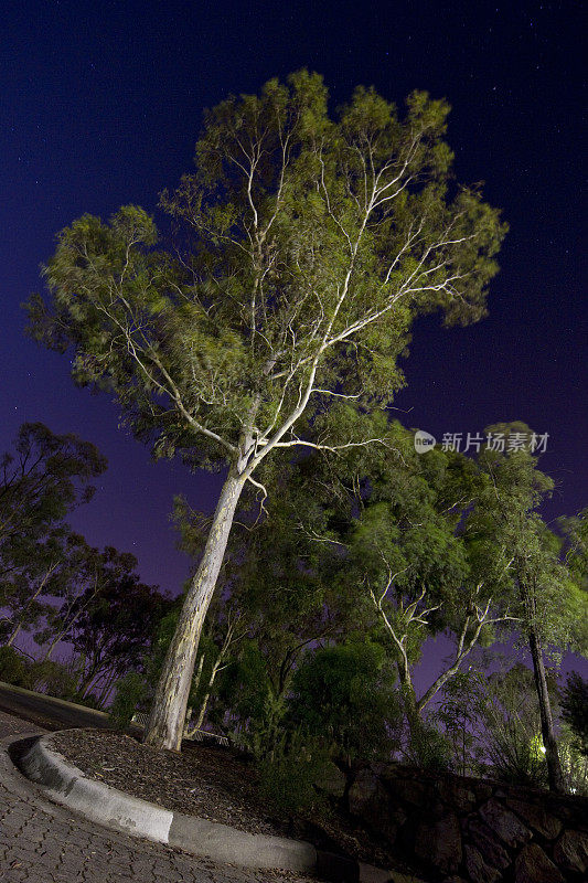 路边的夜树(澳大利亚堪培拉)