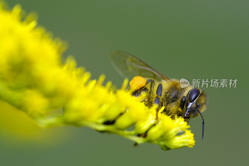 黄花花上的一只蜜蜂