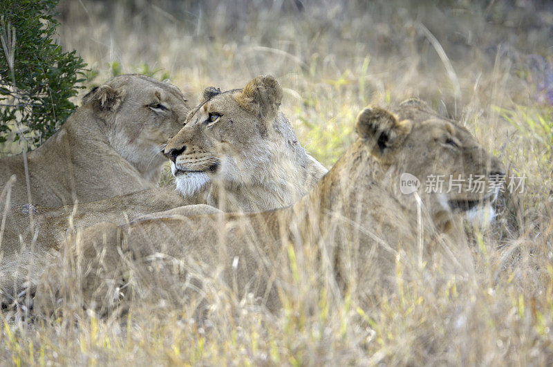 三只母狮子躺在草地上