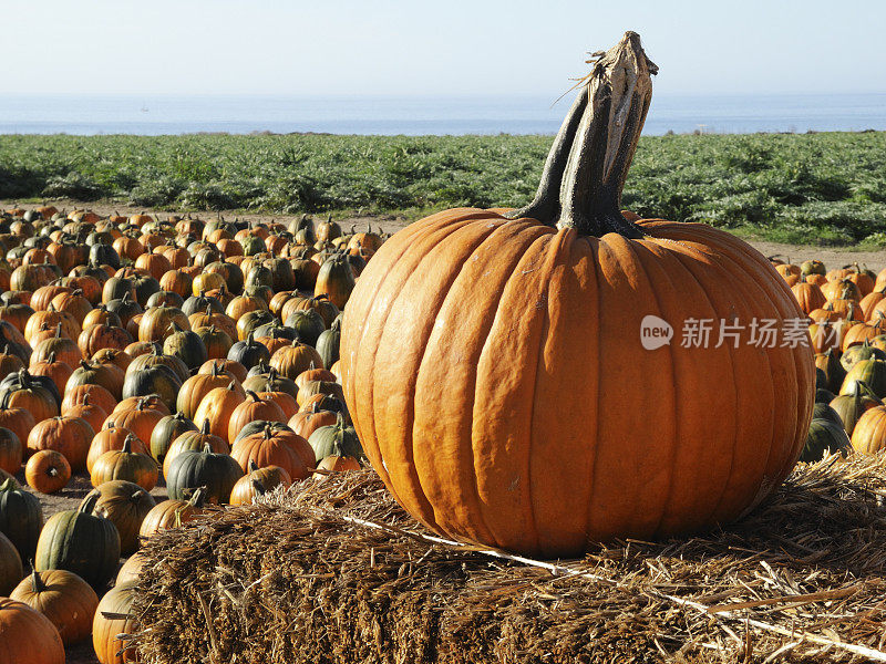 农村南瓜地里收获时南瓜的特写