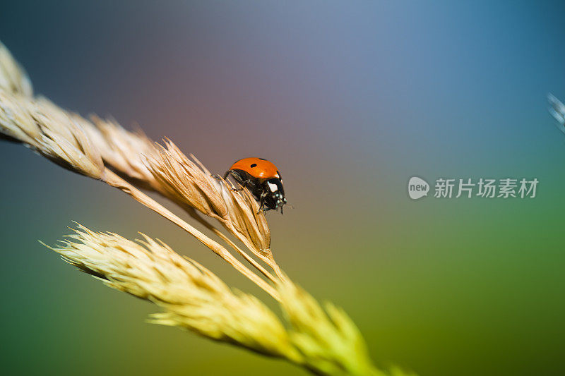 瓢虫在草地上走在野草上