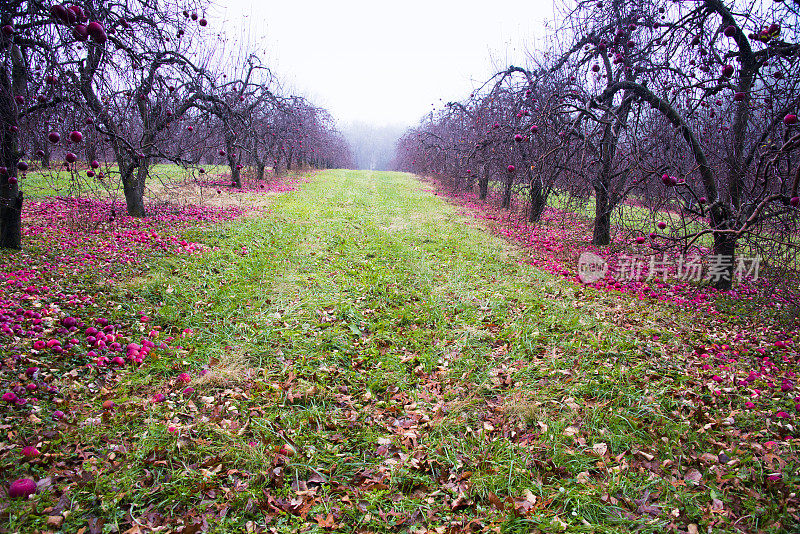 冬季苹果园