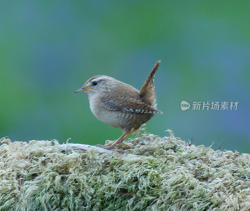 雷恩