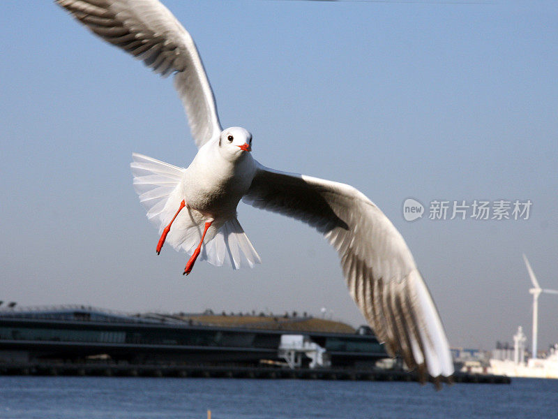 飞翔的海鸥