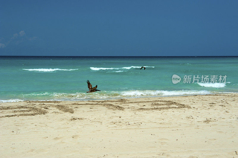 飞行鹈鹕