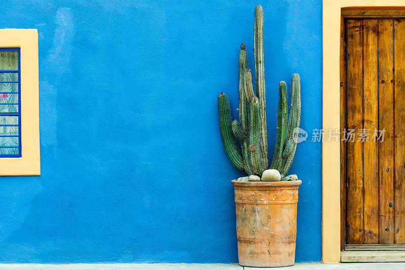 蓝色纹理的墙，花盆里有一株仙人掌
