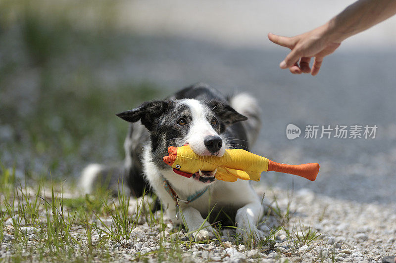 牧羊犬抱着黄色的玩具服从指导手的手势