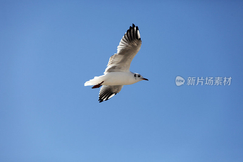 蓝天下的海鸥