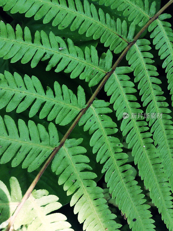 蕨类植物树叶