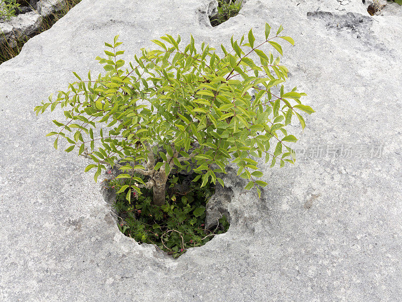 爱尔兰克莱尔布伦石灰石上幸存的植物