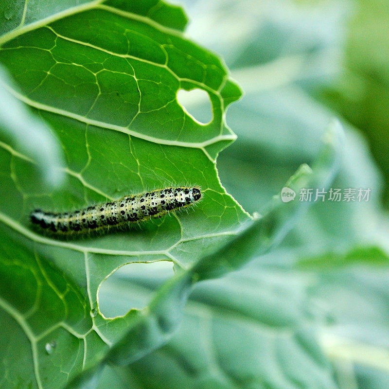 菜粉蝶卡特彼勒