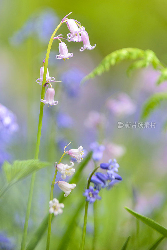 野风信子花