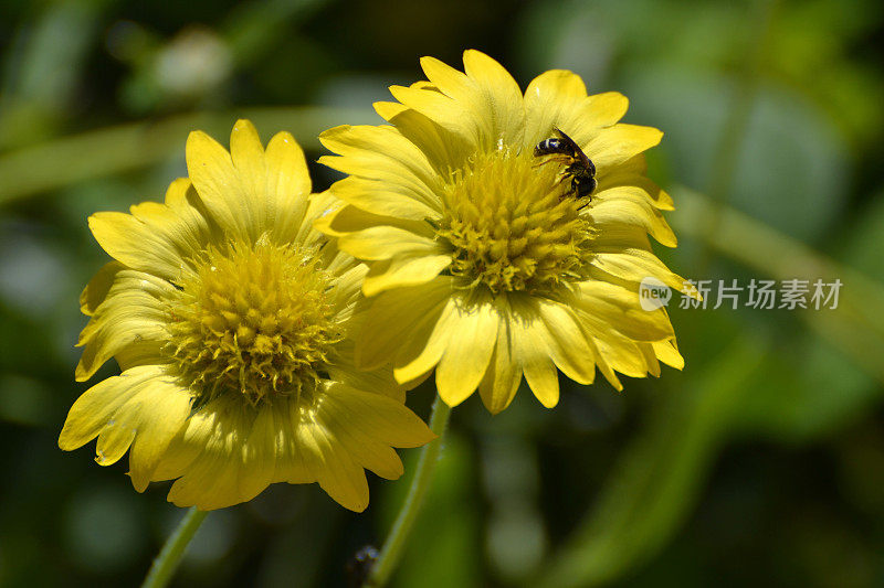 野生雏菊和蜜蜂