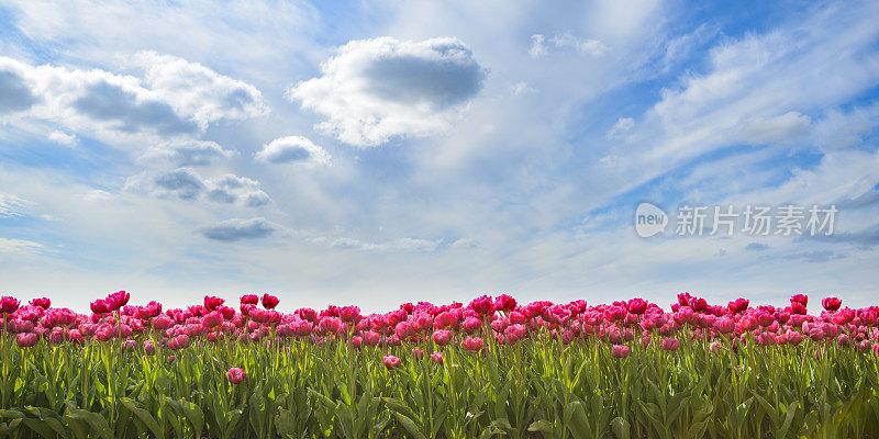 在一个可爱的春日里，田野里的粉红色郁金香