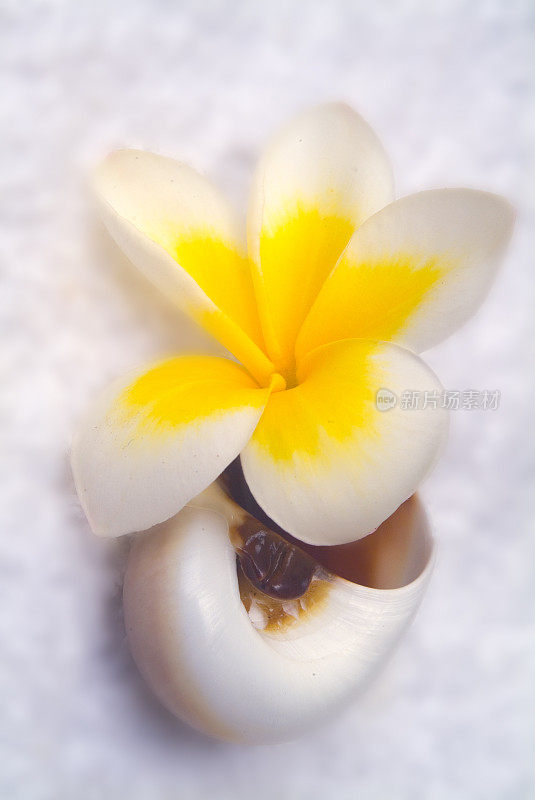 在壳牌Plumeria