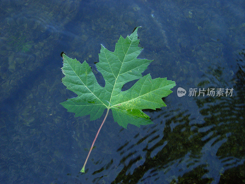 浮动的枫叶