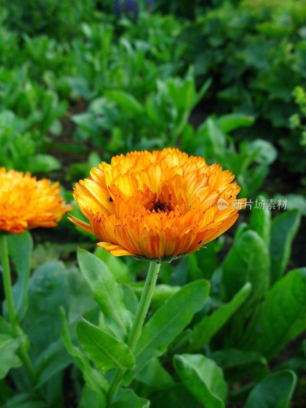 金盏花officinalis花朵