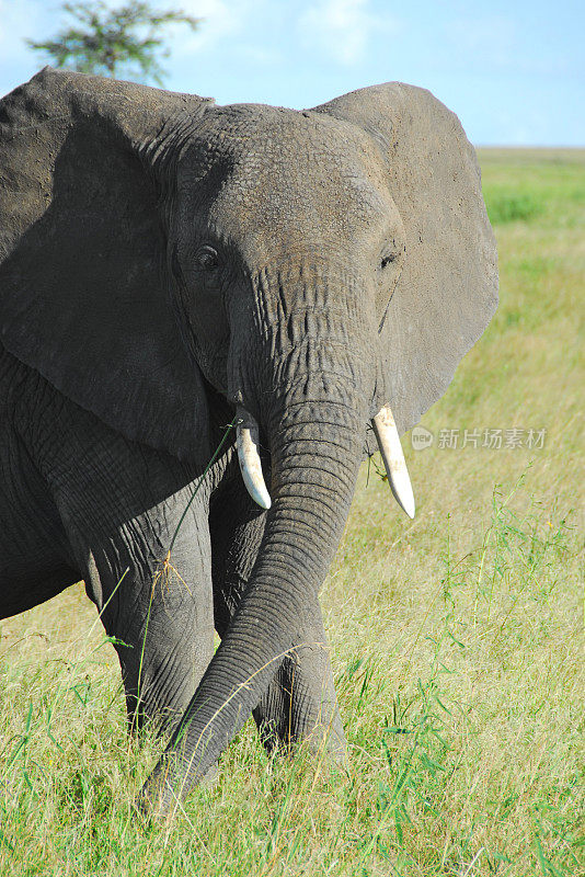 坦桑尼亚塞伦盖蒂国家公园的非洲象