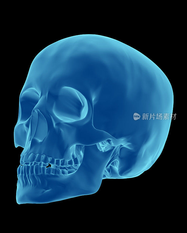 3D渲染就像x射线的人类头骨