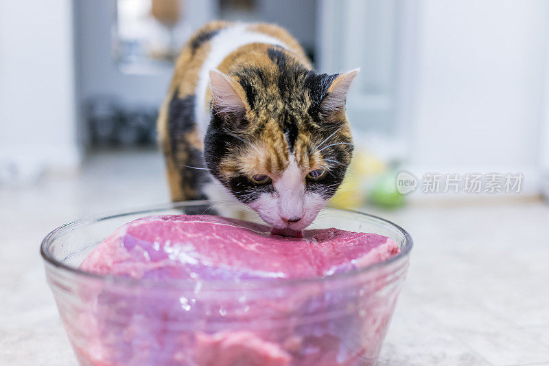 白花猫舔着一大块粉红色的牛肉