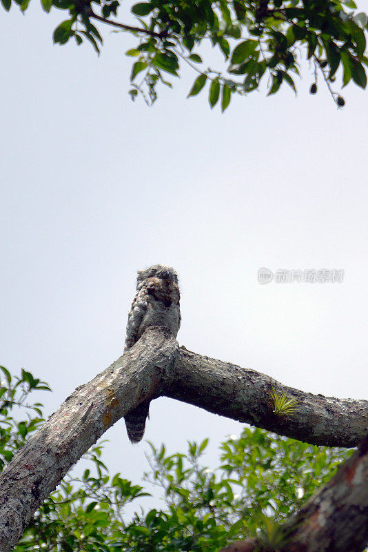 常见potoo