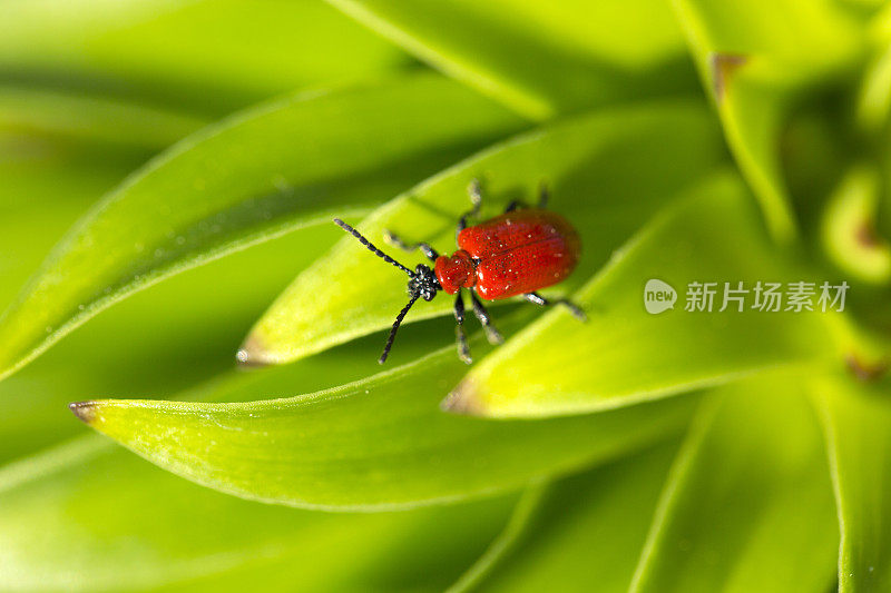 红百合甲虫
