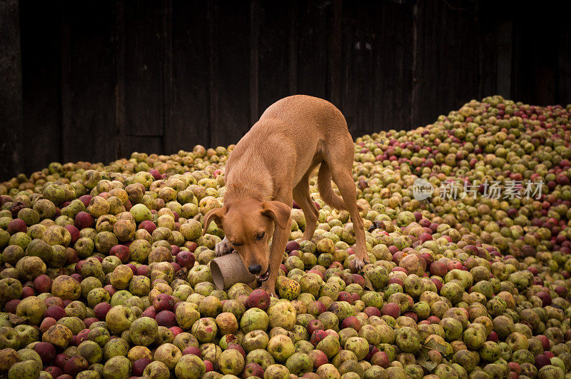 狗在一堆苹果上