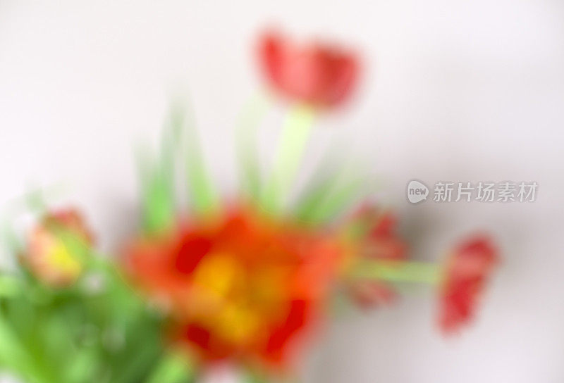 一束散焦的红色郁金香在白色背景下的特写