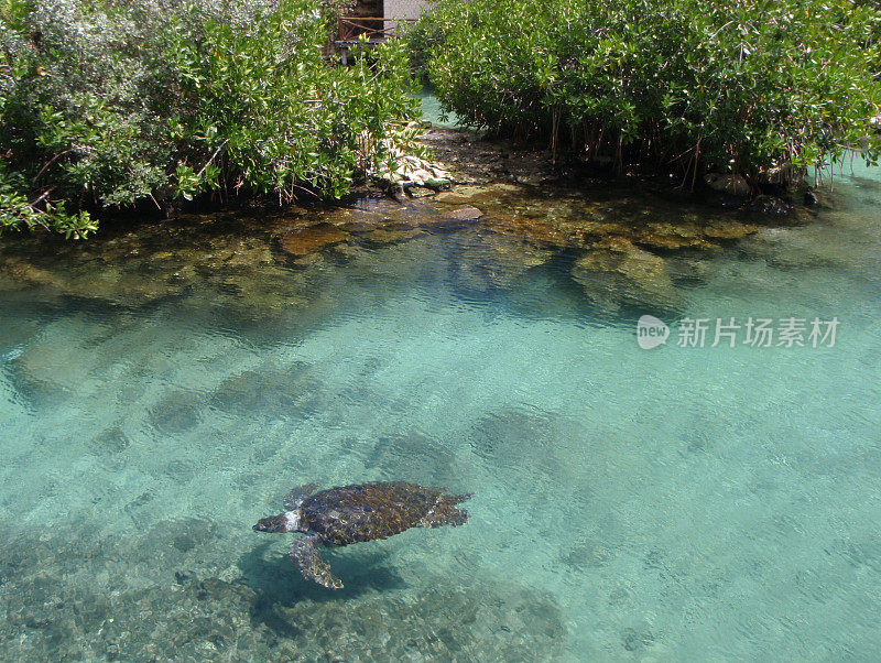 海龟在Xcaret生态公园的泻湖中游泳。