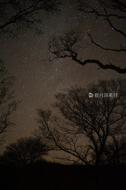 夜空中树木轮廓的低角度视图