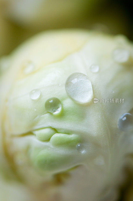 洗过的球芽甘蓝，特写，厨房蔬菜背景